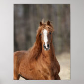 Bob Langrish | Chestnut Hackney Headshot Poster (Voorkant)