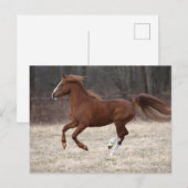 Bob Langrish | Chestnut Hackney-Pony aan de gang Briefkaart (Voorkant / Achterkant)