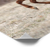 Bob Langrish | Chestnut Hackney-Pony aan de gang Poster (Hoek)