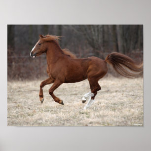 Bob Langrish Chestnut Hackney-Pony aan de gang Poster