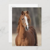 Bob Langrish | Chestnut Hackney Pony headshot Briefkaart (Voorkant / Achterkant)