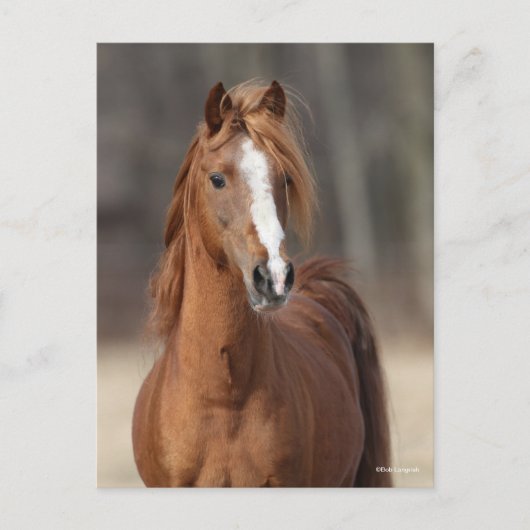 Bob Langrish | Chestnut Hackney Pony headshot Briefkaart (Voorkant)