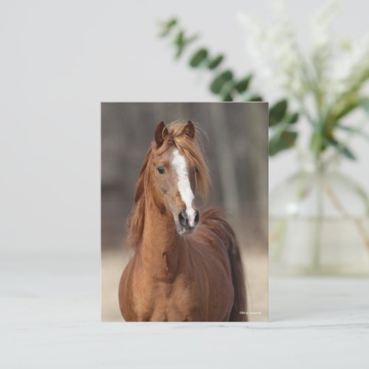 Bob Langrish | Chestnut Hackney Pony headshot Briefkaart (Staand voorkant)