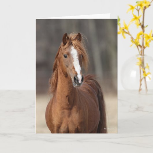 Bob Langrish | Chestnut Hackney Pony headshot Kaart (Gele Bloem)