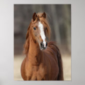 Bob Langrish | Chestnut Hackney Pony headshot Poster (Voorkant)