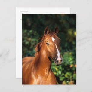 Bob Langrish Chestnut Hanoverian Horse Headshot Briefkaart