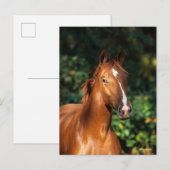 Bob Langrish | Chestnut Hanoverian Horse Headshot Briefkaart (Voorkant / Achterkant)
