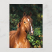 Bob Langrish | Chestnut Hanoverian Horse Headshot Briefkaart (Voorkant)