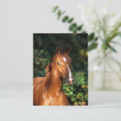 Bob Langrish | Chestnut Hanoverian Horse Headshot Briefkaart (Staand voorkant)