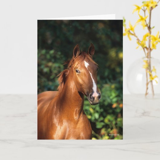 Bob Langrish | Chestnut Hanoverian Horse Headshot Kaart (Gele Bloem)