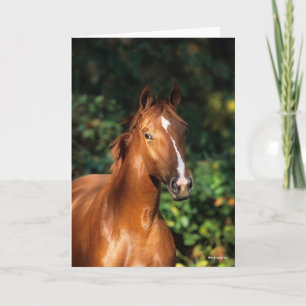 Bob Langrish   Chestnut Hanoverian Horse Headshot Kaart