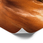 Bob Langrish | Chestnut Hanoverian Horse Headshot Poster (Hoek)