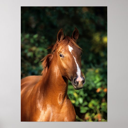 Bob Langrish | Chestnut Hanoverian Horse Headshot Poster (Voorkant)