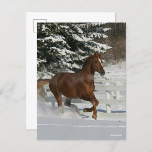 Bob Langrish   Chestnut in de sneeuw Briefkaart