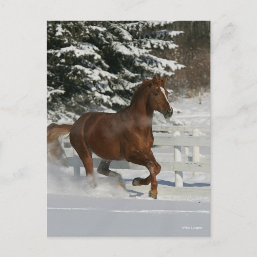 Bob Langrish | Chestnut in de sneeuw Briefkaart (Voorkant)