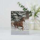 Bob Langrish | Chestnut in de sneeuw Briefkaart (Staand voorkant)