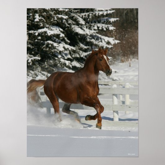 Bob Langrish | Chestnut in de sneeuw Poster (Voorkant)
