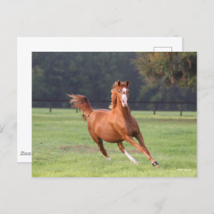 Bob Langrish   Chestnut Oldenburg Briefkaart