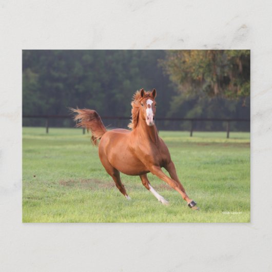 Bob Langrish | Chestnut Oldenburg Briefkaart (Voorkant)