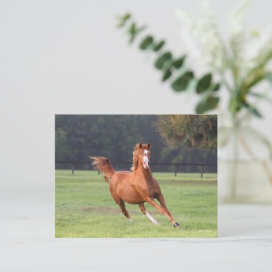 Bob Langrish | Chestnut Oldenburg Briefkaart (Staand voorkant)