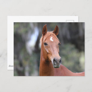 Bob Langrish   Chestnut Oldenburg Headshot Briefkaart