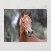 Bob Langrish | Chestnut Oldenburg Headshot Briefkaart (Voorkant)