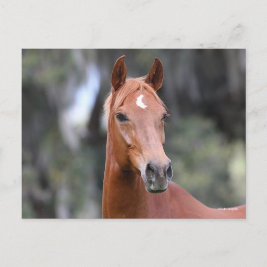 Bob Langrish | Chestnut Oldenburg Headshot Briefkaart (Voorkant)