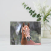 Bob Langrish | Chestnut Oldenburg Headshot Briefkaart (Staand voorkant)