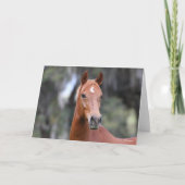 Bob Langrish | Chestnut Oldenburg Headshot Kaart (Voorkant)