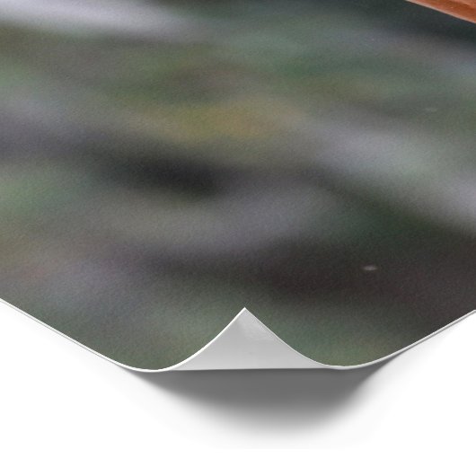 Bob Langrish | Chestnut Oldenburg Headshot Poster (Hoek)