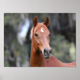 Bob Langrish Chestnut Oldenburg Headshot Poster