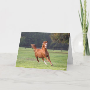 Bob Langrish   Chestnut Oldenburg Kaart