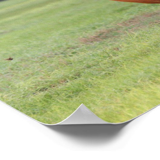 Bob Langrish | Chestnut Oldenburg Poster (Hoek)