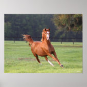 Bob Langrish | Chestnut Oldenburg Poster (Voorkant)