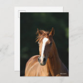 Bob Langrish | Chestnut Quarter Horse Headshot Briefkaart (Voorkant / Achterkant)