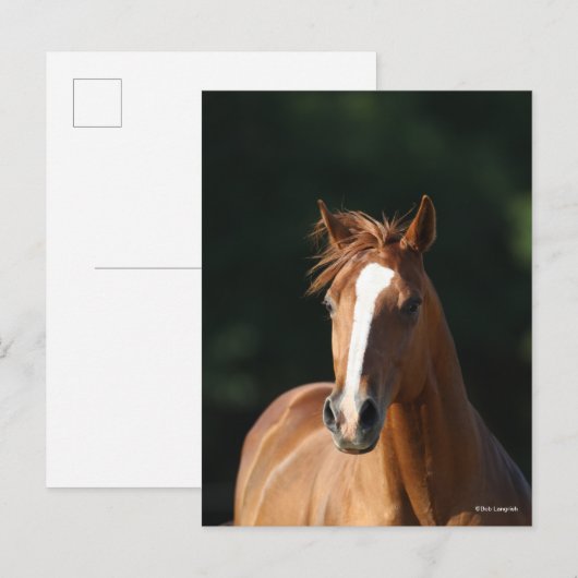 Bob Langrish | Chestnut Quarter Horse Headshot Briefkaart (Voorkant / Achterkant)