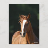 Bob Langrish | Chestnut Quarter Horse Headshot Briefkaart (Voorkant)