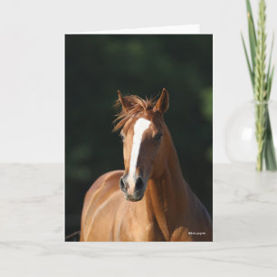 Bob Langrish   Chestnut Quarter Horse Headshot Kaart