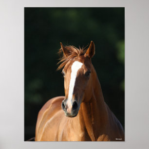 Bob Langrish Chestnut Quarter Horse Headshot Poster