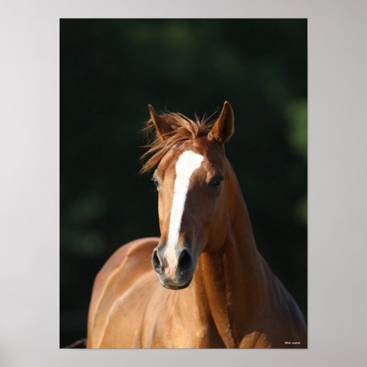 Bob Langrish | Chestnut Quarter Horse Headshot Poster (Voorkant)