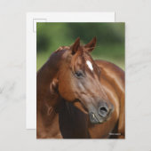 Bob Langrish Chestnut Quarter Horse Mare Headshot Briefkaart (Voorkant / Achterkant)