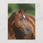 Bob Langrish Chestnut Quarter Horse Mare Headshot Briefkaart (Voorkant)