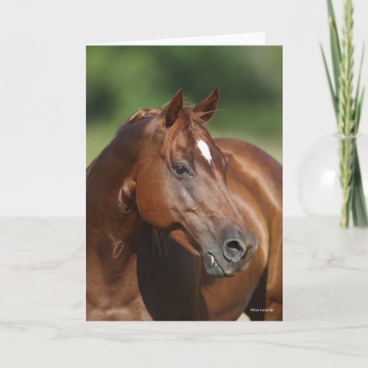 Bob Langrish Chestnut Quarter Horse Mare Headshot Kaart (Voorkant)