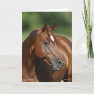 Bob Langrish Chestnut Quarter Horse Mare Headshot Kaart