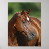 Bob Langrish Chestnut Quarter Horse Mare Headshot Poster (Voorkant)
