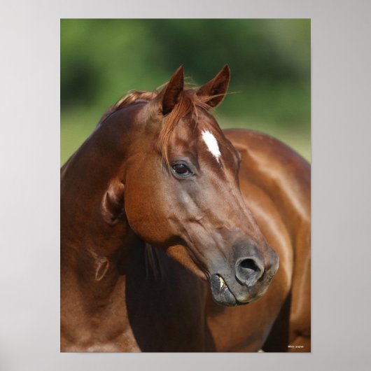 Bob Langrish Chestnut Quarter Horse Mare Headshot Poster (Voorkant)