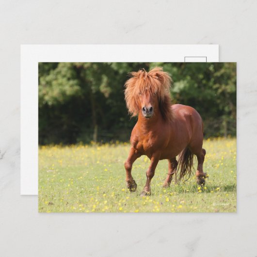 Bob Langrish | Chestnut Shetland Pony Stallion Briefkaart (Voorkant / Achterkant)