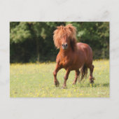 Bob Langrish | Chestnut Shetland Pony Stallion Briefkaart (Voorkant)