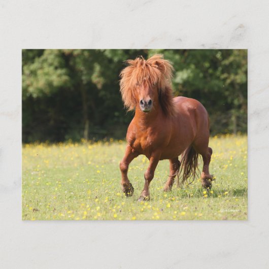 Bob Langrish | Chestnut Shetland Pony Stallion Briefkaart (Voorkant)
