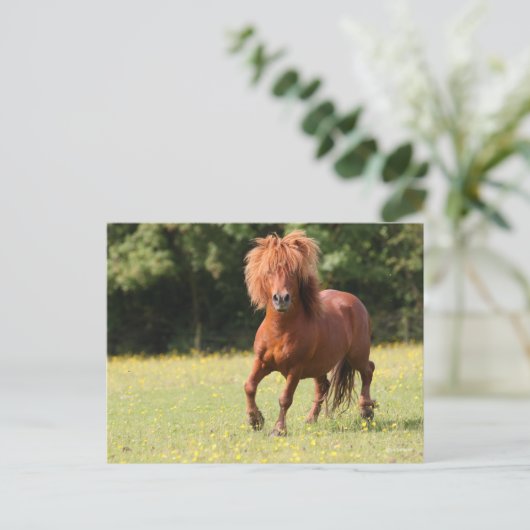 Bob Langrish | Chestnut Shetland Pony Stallion Briefkaart (Staand voorkant)